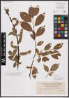 Foto von Salix caprea L. x Salix daphnoides Vill.